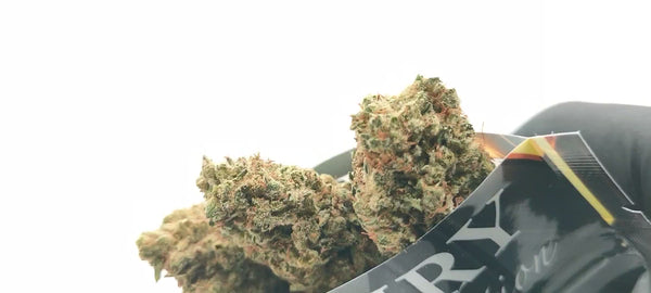 Amnesia CBD - Luxury Edition
