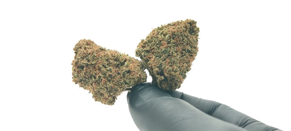 Pineapple Haze