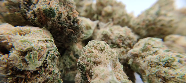Vente Privée🌟 Amnesia Haze - Popcorn Luxury Edition