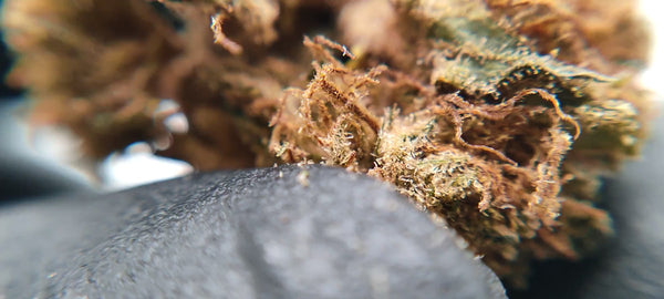 Pineapple Haze