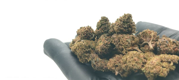 Popcorn - Skywalker OG