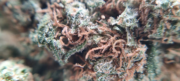Super Lemon Haze - Luxury Edition
