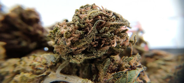 Popcorn - Skywalker OG