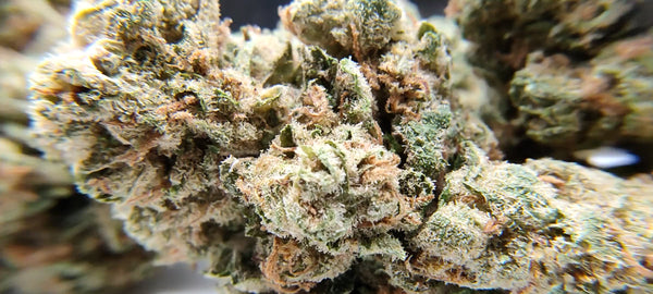 Amnesia Diesel - Luxury Edition