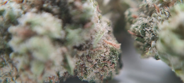 Tropical OG - Popcorn Luxury Edition