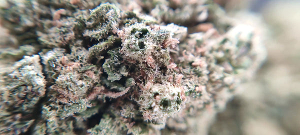 G13 Haze - Luxury Edition