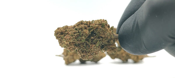 Popcorn - White Widow