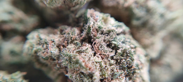 Vente Privée🌟 Amnesia Haze - Popcorn Luxury Edition