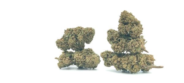 Popcorn - White Widow