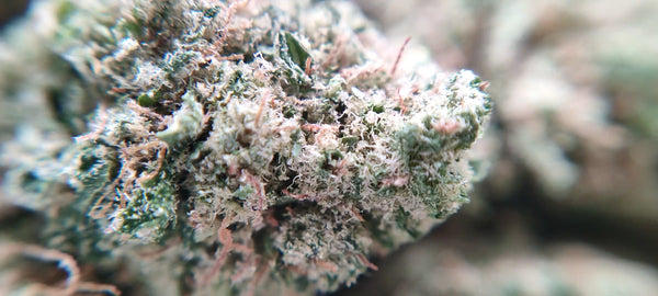 Gorilla Glue #4 - Popcorn Luxury Edition