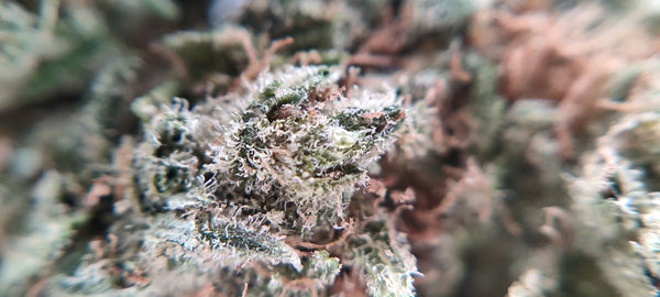 Amnesia CBD - Luxury Edition