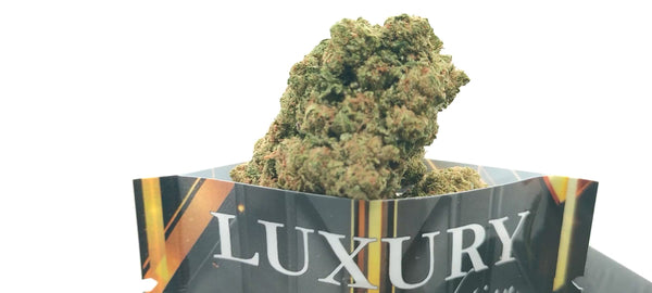 G13 Haze - Luxury Edition