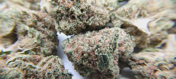 Northern Lights - Popcorn Luxury Edition