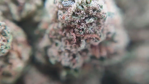 Cookie Kush - Popcorn Luxury Edition