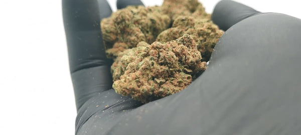 G13 Haze - Luxury Edition