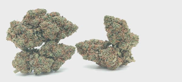 Critical Haze - Luxury Edition