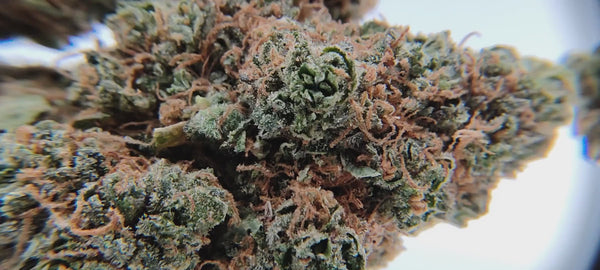 Critical Haze - Luxury Edition