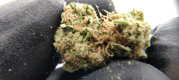 Gorilla Glue #4 - Popcorn Luxury Edition