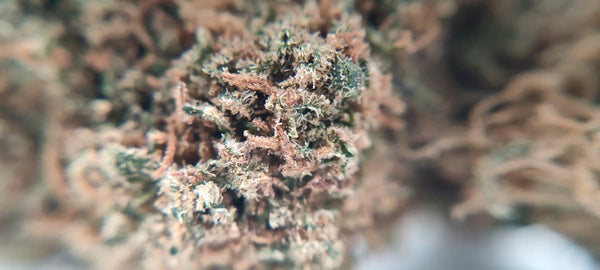 Cherry Pie