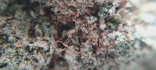 Plutonium US CBD - Luxury Edition