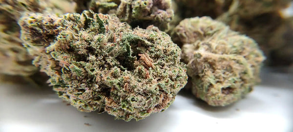 Popcorn - Lavender Kush