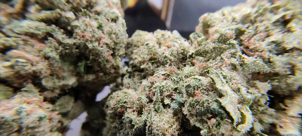 G13 Haze - Luxury Edition