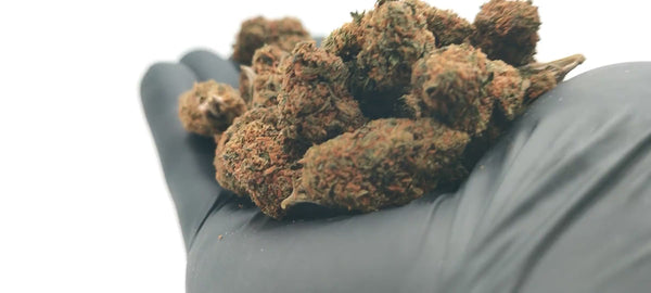 Popcorn - Gelato 41