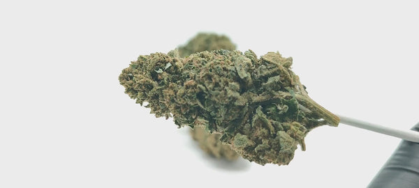 Super Silver Haze