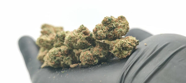 Gorilla Glue #4 - Popcorn Luxury Edition