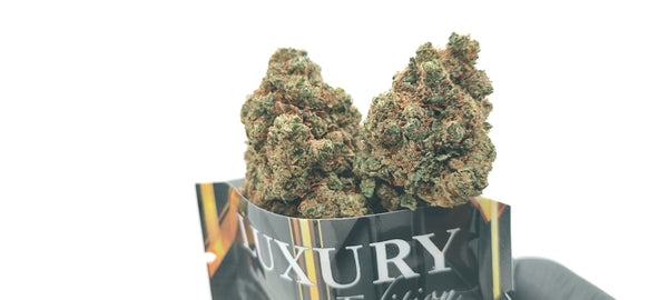 Durban Poison - Luxury Edition