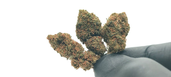 Popcorn - Gelato 41