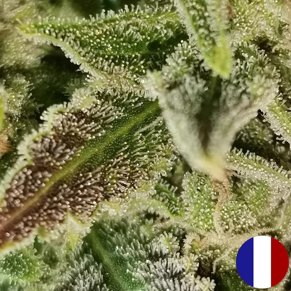 Amnesia Haze - Luxury Edition