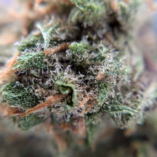 CBD sans THC, broad spectrum ou full spectrum : comment choisir ?