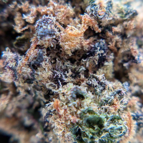 Molécule CBD : origine, structure et ce qui la distingue du THC