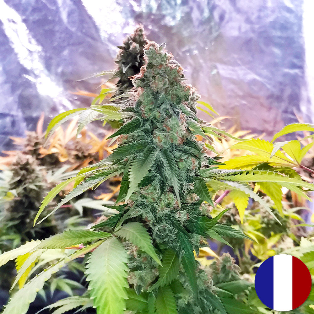 🌟 Vente Privée🌟 Amnesia Haze - Popcorn Luxury Edition