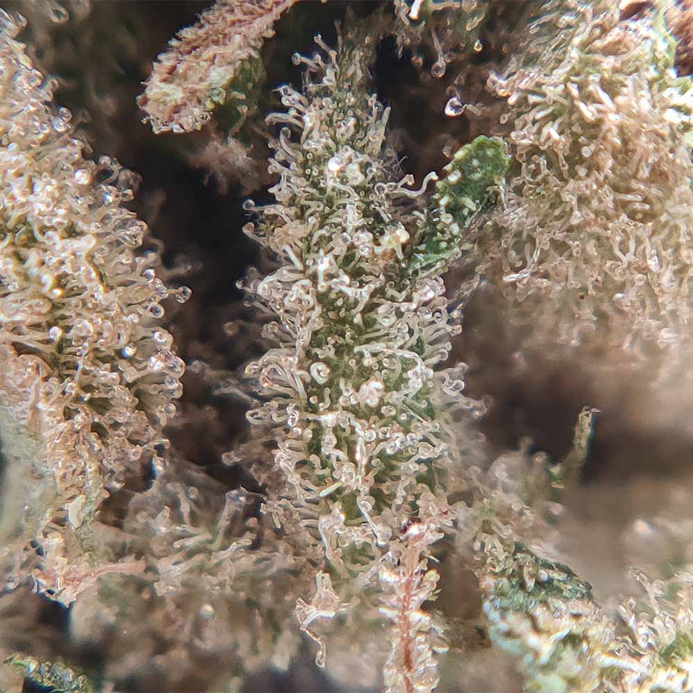 Apple Fritter CBD USA - Luxury Edition