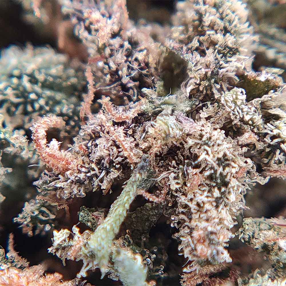 Blue Dream