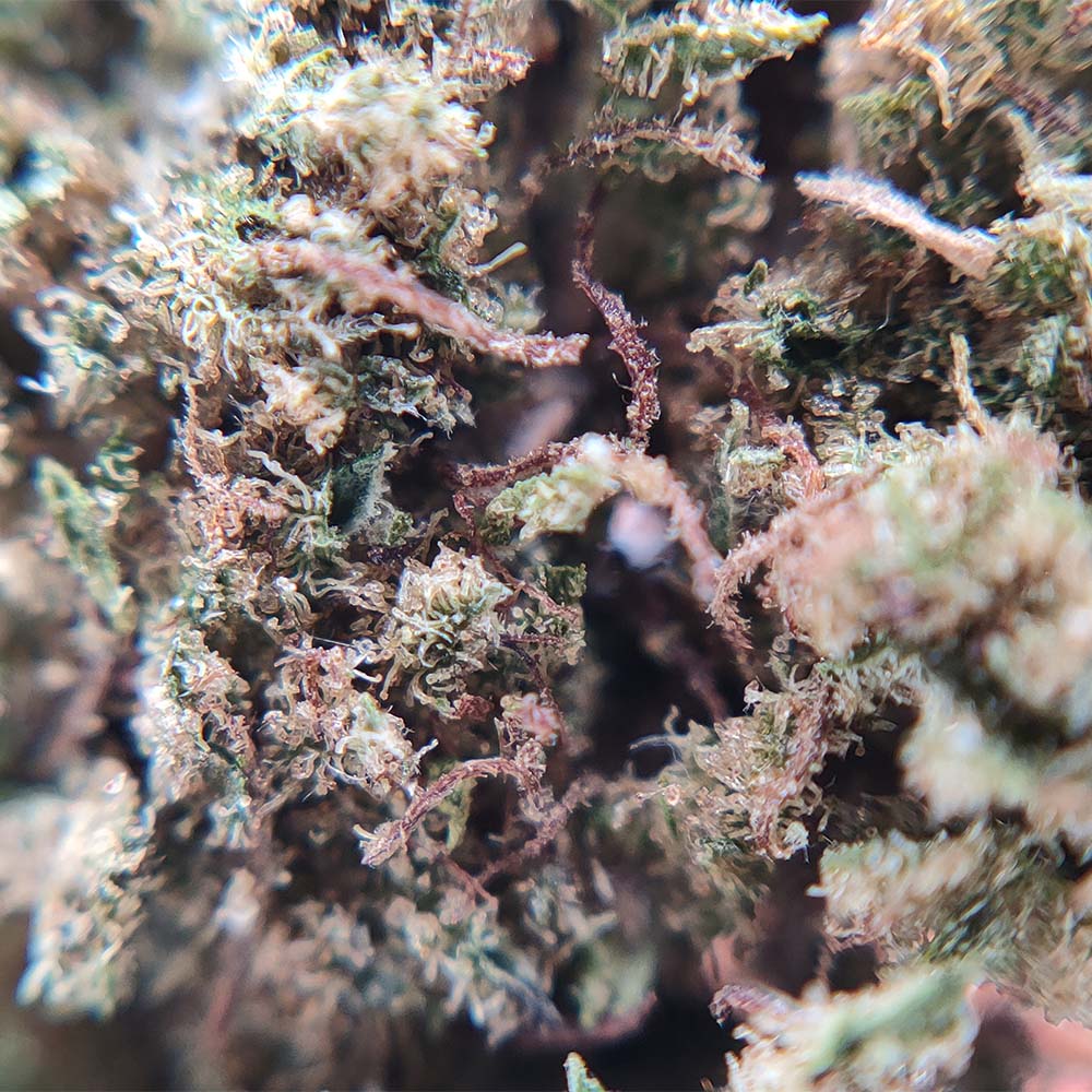 Buddha Cheese