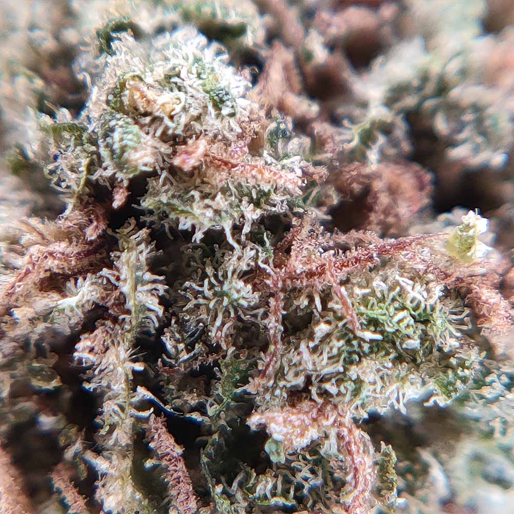 Cereal Milk CBD