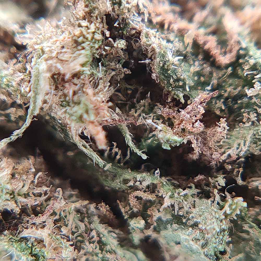 Popcorn - Champagne Kush