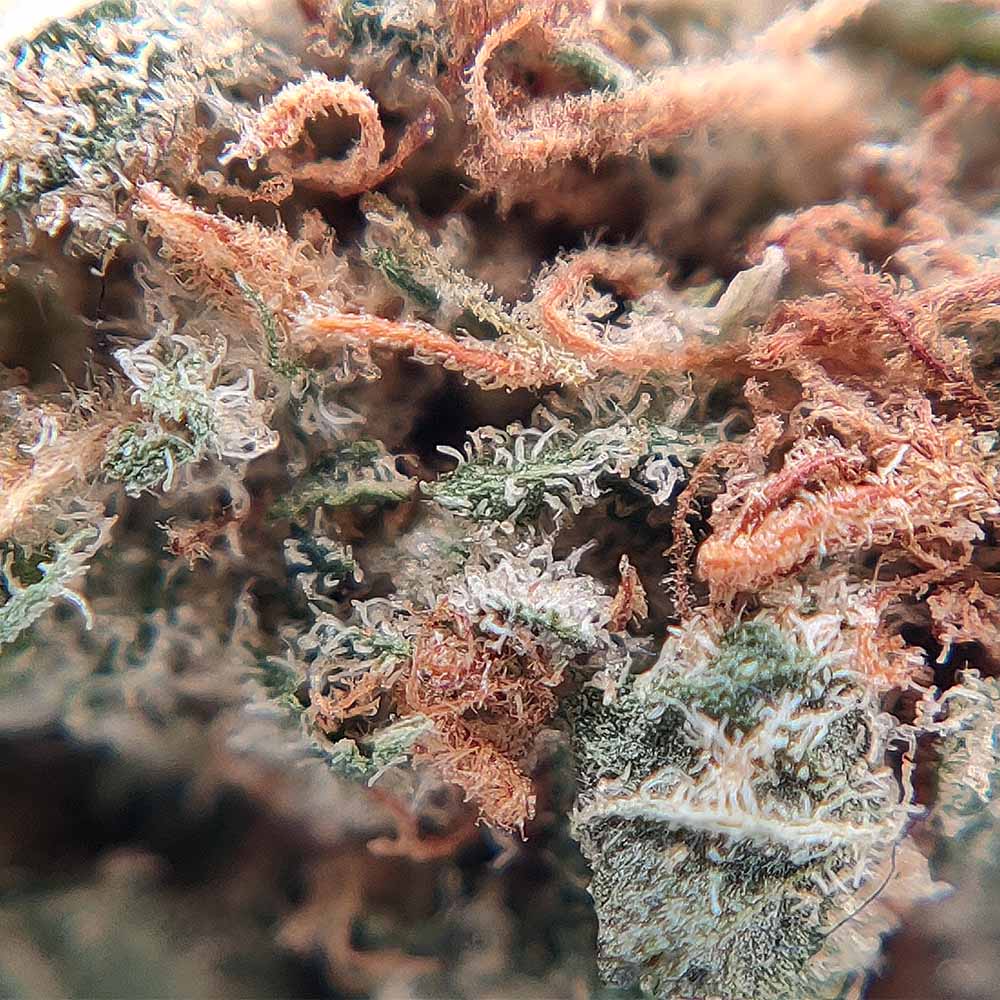 Chemdawg US CBD - Popcorn Luxury Edition