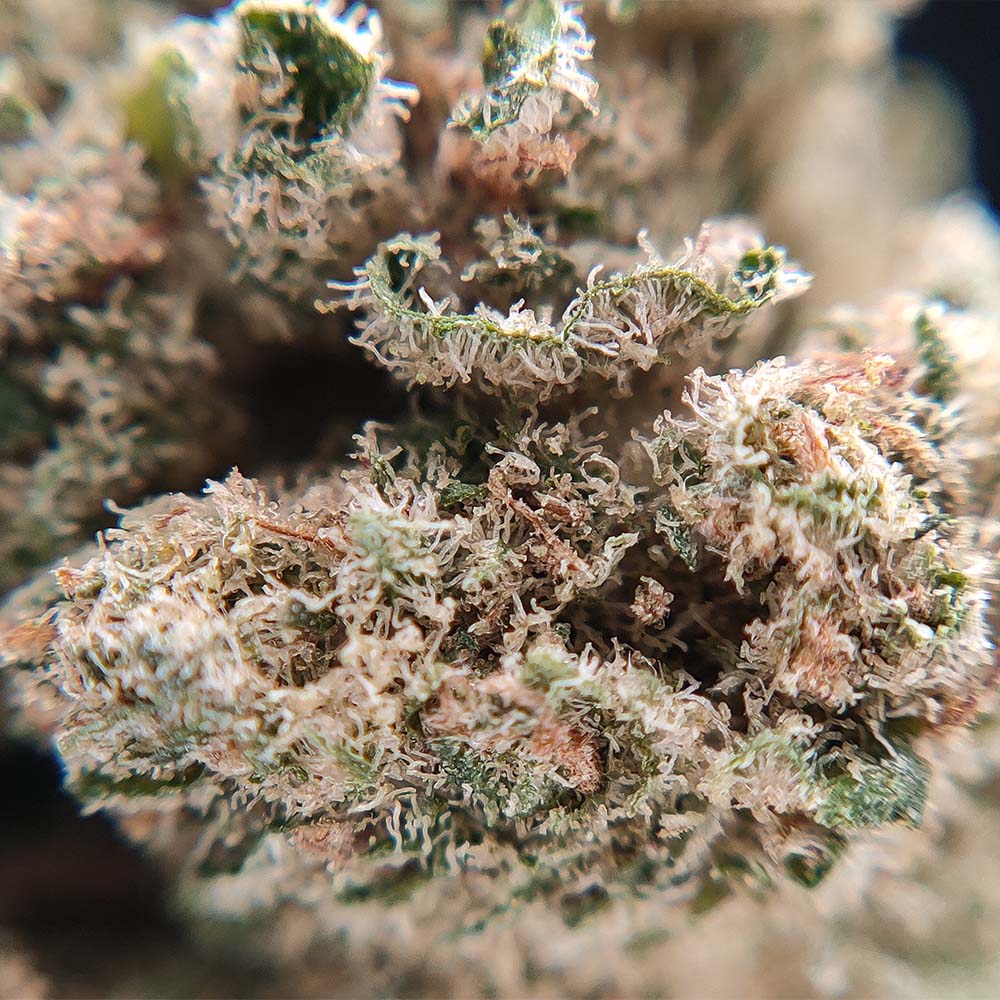 G13 Haze - Popcorn Luxury Edition