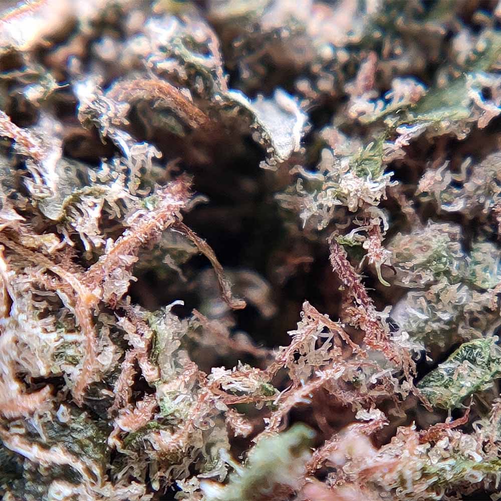 Ghost OG Hydro Cali