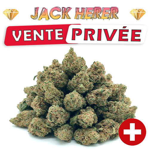 Popcorn CBD indoor Jack Herer Medium Bud Suisse Les Frères CBD