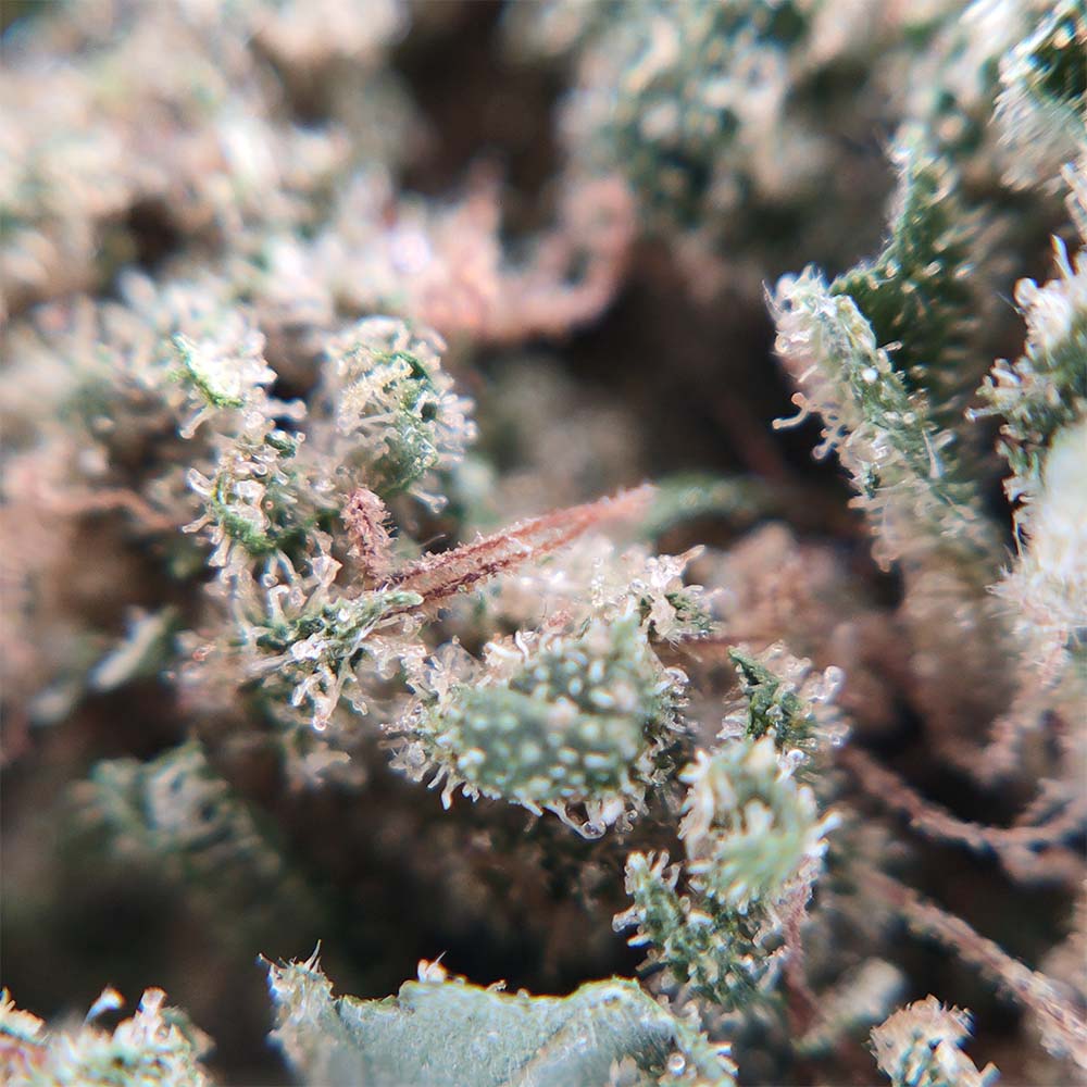 Jack Herer