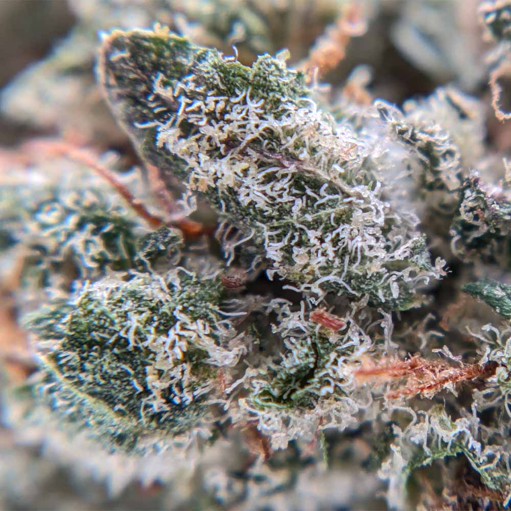 Kosher Kush - Luxury Edition