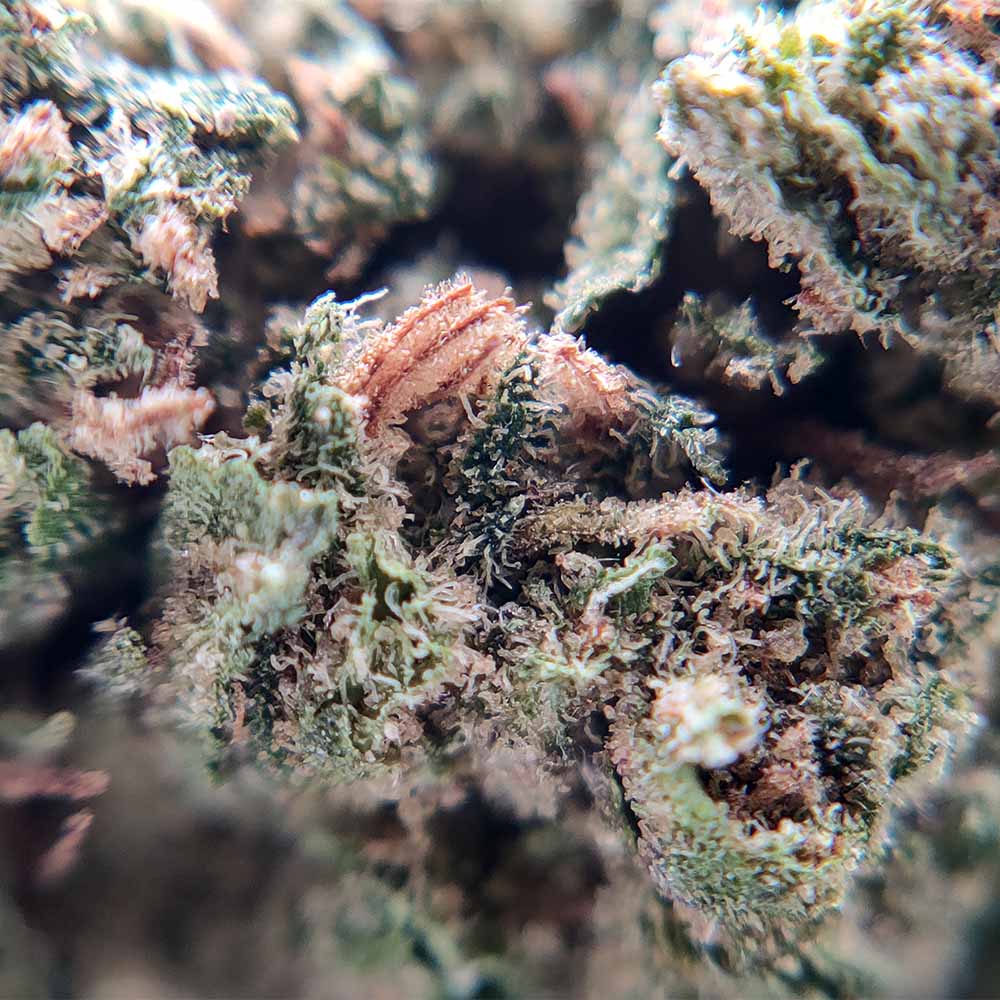 Popcorn - Lavender Kush