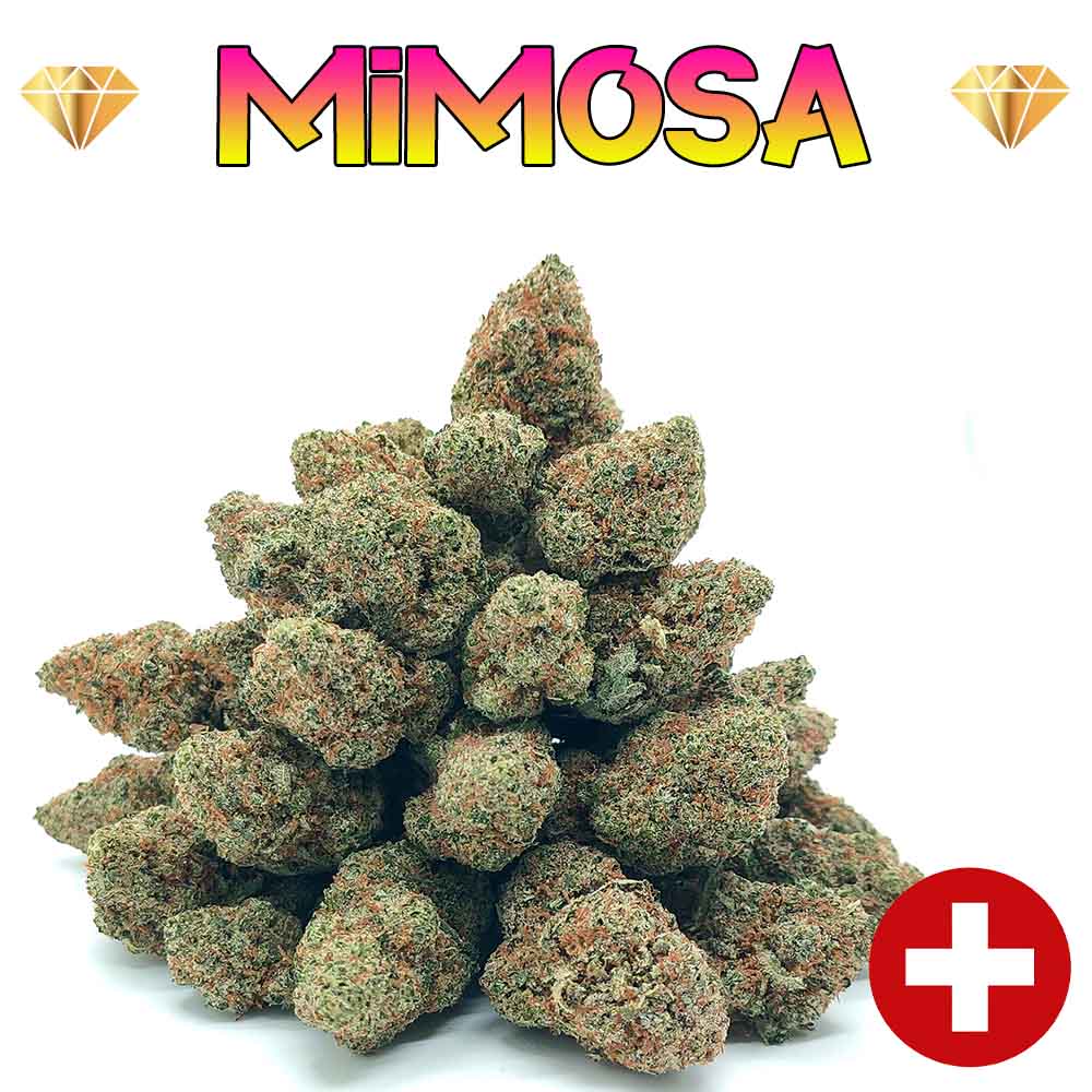 🎁 Mimosa - Popcorn Luxury Edition (OFFERT)