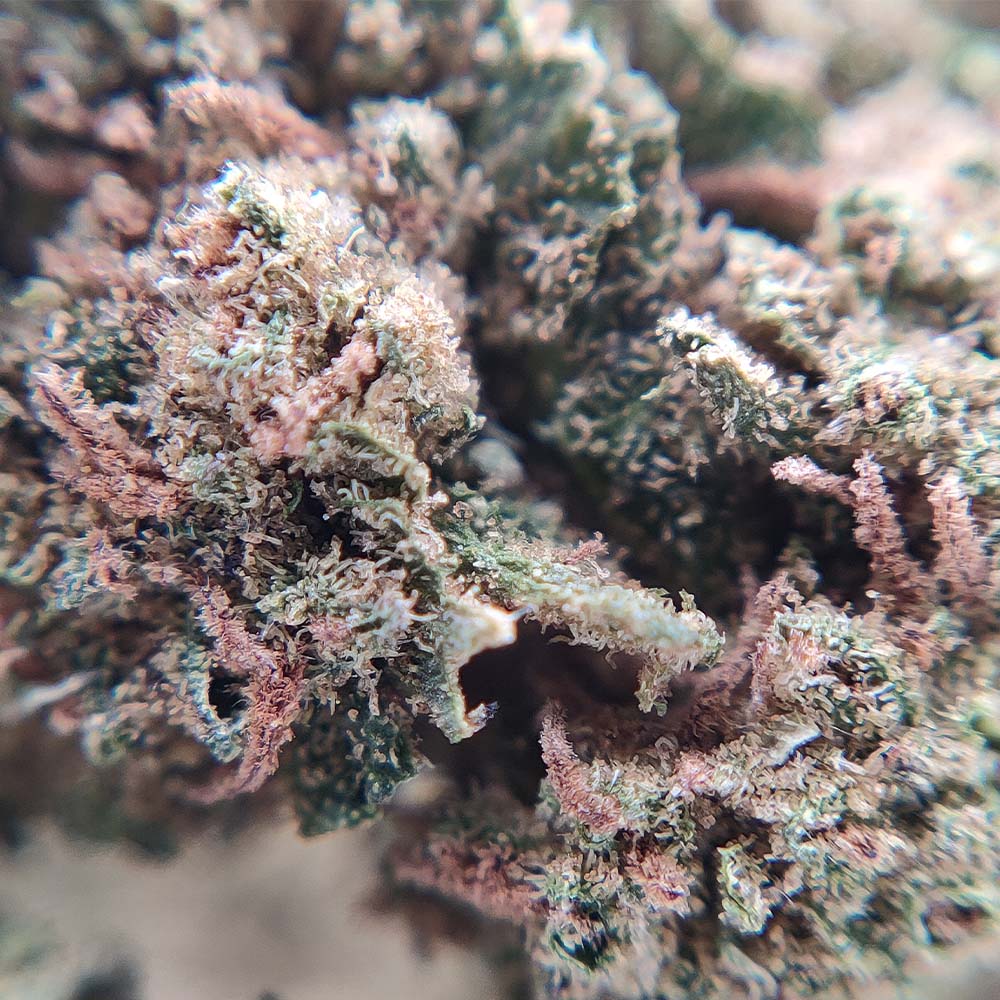 Popcorn - Pineapple Haze