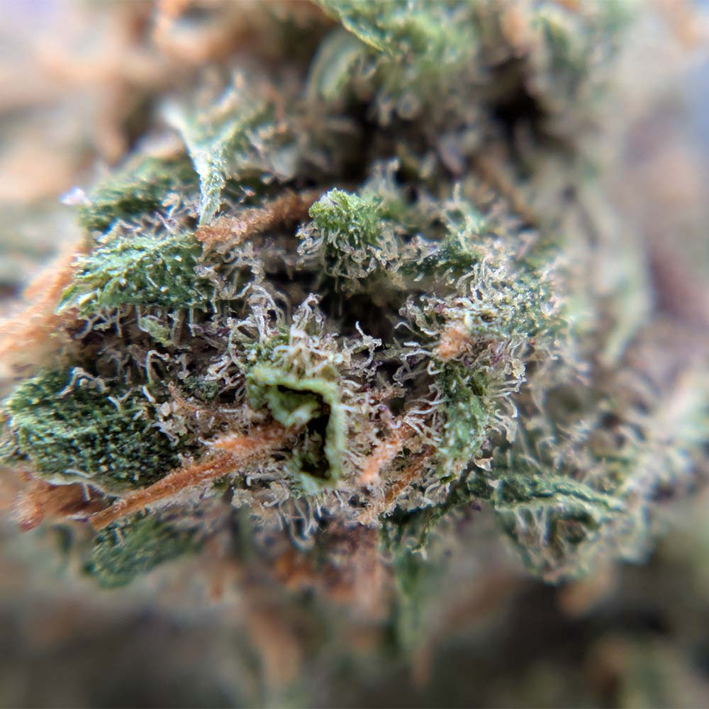 Purple Haze CBD - Popcorn Luxury Edition